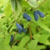 Sibirische Blaubeere `Eisbär´ Lonicera Kamtschatica `Eisbär´ 1 Sibirische Blaubeere `Eisbär´ Lonicera Kamtschatica `Eisbär´ -Pflanzen Verkauf Eisb r Kordes Jungpflanzen