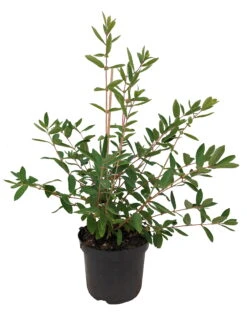 Sibirische Blaubeere `Eisbär´ Lonicera Kamtschatica `Eisbär´ 7 Sibirische Blaubeere `Eisbär´ Lonicera Kamtschatica `Eisbär´ -Pflanzen Verkauf Eisb r weiss