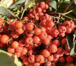 Essbare Eberesche - Sorbus `Edulis´ Sorbus Aucuparia `Edulis´ 5 Essbare Eberesche - Sorbus `Edulis´ Sorbus Aucuparia `Edulis´ -Pflanzen Verkauf Essbare Eberesche