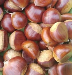 Duo-Esskastanie, Belle Epine & Bouche De Betizac Castanea Sativa 7 Duo-Esskastanie, Belle Epine & Bouche De Betizac Castanea Sativa -Pflanzen Verkauf Esskastanie Belle EpineGmNJQelgJyOMr