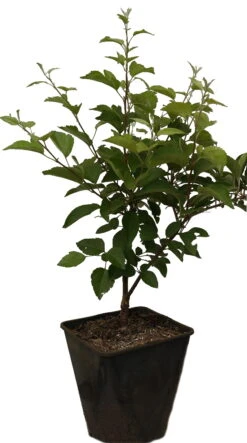 Zierapfel `Evereste´ Malus -Pflanzen Verkauf Evereste