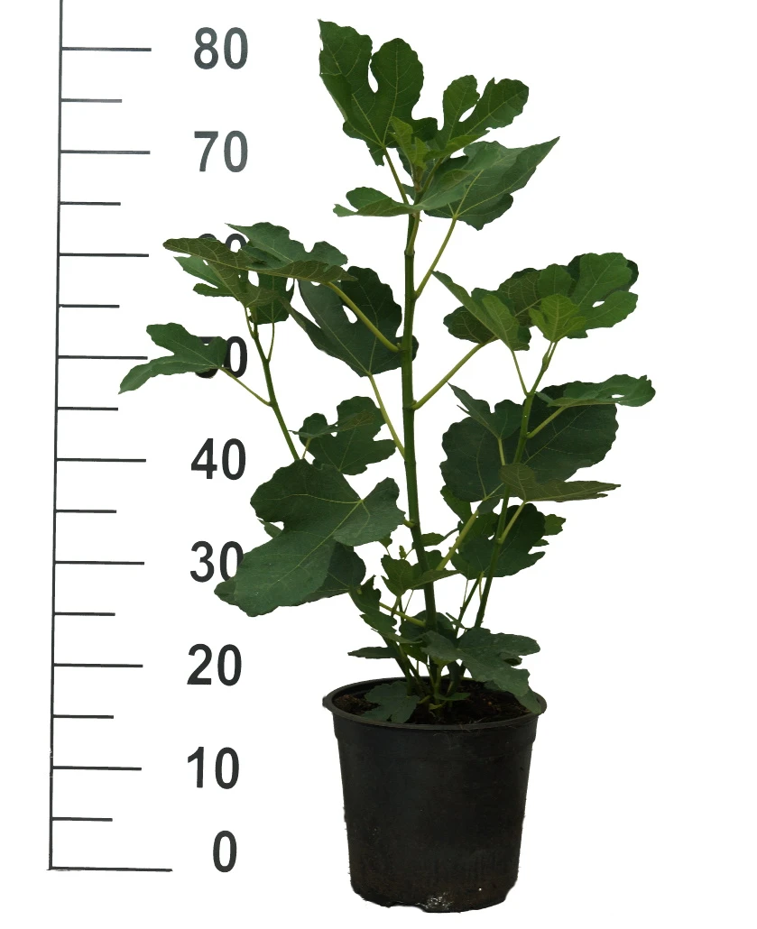 Feige Brown Turkey Ficus Carica `Brown Turkey´ 3 Feige Brown Turkey Ficus Carica `Brown Turkey´ – Bild 2