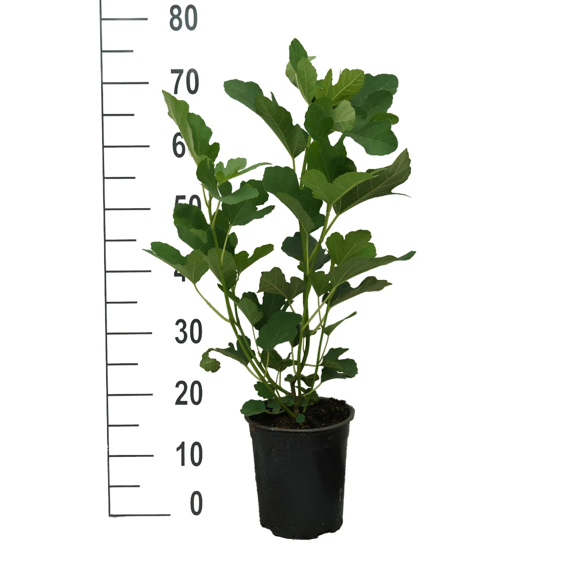 Feige `Desert King´ Ficus Carica `Desert King´ 4 Feige `Desert King´ Ficus Carica `Desert King´ – Bild 2