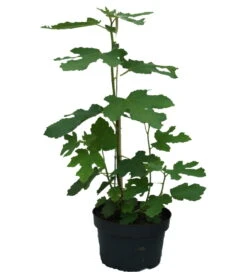 Feige `Gustissimo ® Perretta ®´ Ficus Carica `Perretta®´ -Pflanzen Verkauf Feige Perretta