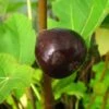 Feige `Terza´ Ficus Carica `Terza´ 2 Feige `Terza´ Ficus Carica `Terza´ -Pflanzen Verkauf Feige Terza