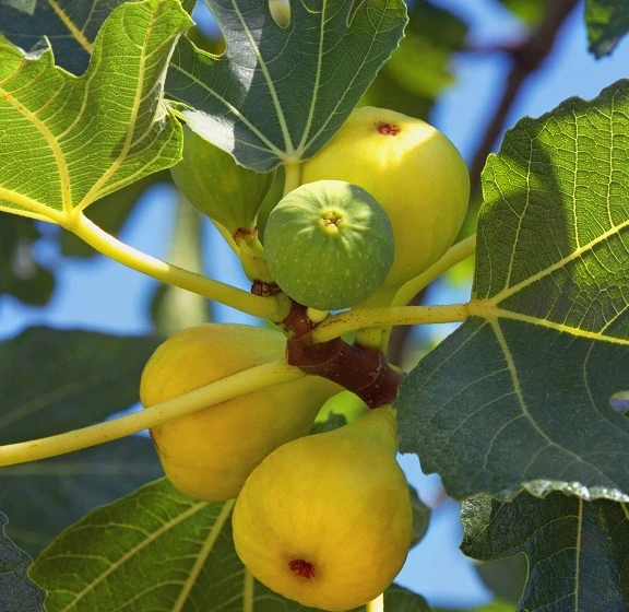 Feige `Desert King´ Ficus Carica `Desert King´ 3 Feige `Desert King´ Ficus Carica `Desert King´