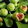 Feige `Ficcolino® Gustis®´ Ficus Carica -Pflanzen Verkauf Feige erweiterte Lizenz