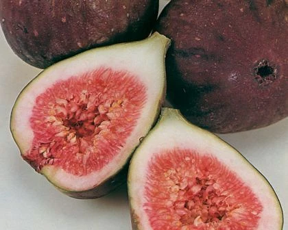 Frühe Dalmatiner Feige Ficus Carica `Frühe Dalmatinerfeige´ 3 Frühe Dalmatiner Feige Ficus Carica `Frühe Dalmatinerfeige´