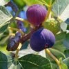 Feige `Bornholm´ Ficus Carica `Bornholm´ -Pflanzen Verkauf FeigexFXJrlJJ7ENFT