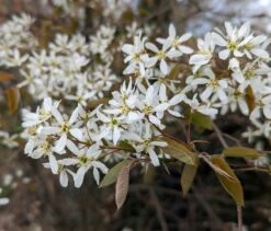 Prince William-Großfruchtige Felsenbirne Amelanchier `Prince William´ 10 Prince William-Großfruchtige Felsenbirne Amelanchier `Prince William´ -Pflanzen Verkauf Felsenbirne Bl te