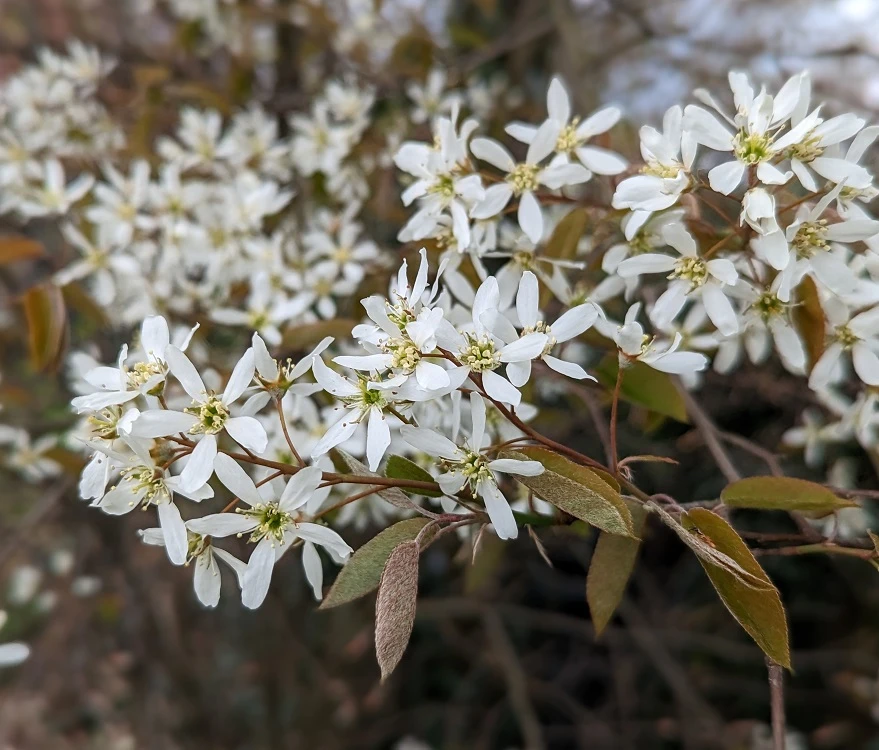 Prince William-Großfruchtige Felsenbirne Amelanchier `Prince William´ 5 Prince William-Großfruchtige Felsenbirne Amelanchier `Prince William´ – Bild 3
