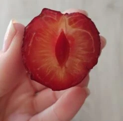 Großfrüchtige Kirschpflaume `Fenja´ Prunus Cerasifera `Fenja´ 9 Großfrüchtige Kirschpflaume `Fenja´ Prunus Cerasifera `Fenja´ -Pflanzen Verkauf Fenja 1