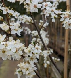 Großfrüchtige Kirschpflaume `Fenja´ Prunus Cerasifera `Fenja´ 8 Großfrüchtige Kirschpflaume `Fenja´ Prunus Cerasifera `Fenja´ -Pflanzen Verkauf Fenja Bl te