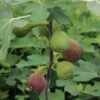 Feige `Firoma´® Ficus Carica `Firoma´ -Pflanzen Verkauf Firoma Kordes Jungpflanzen