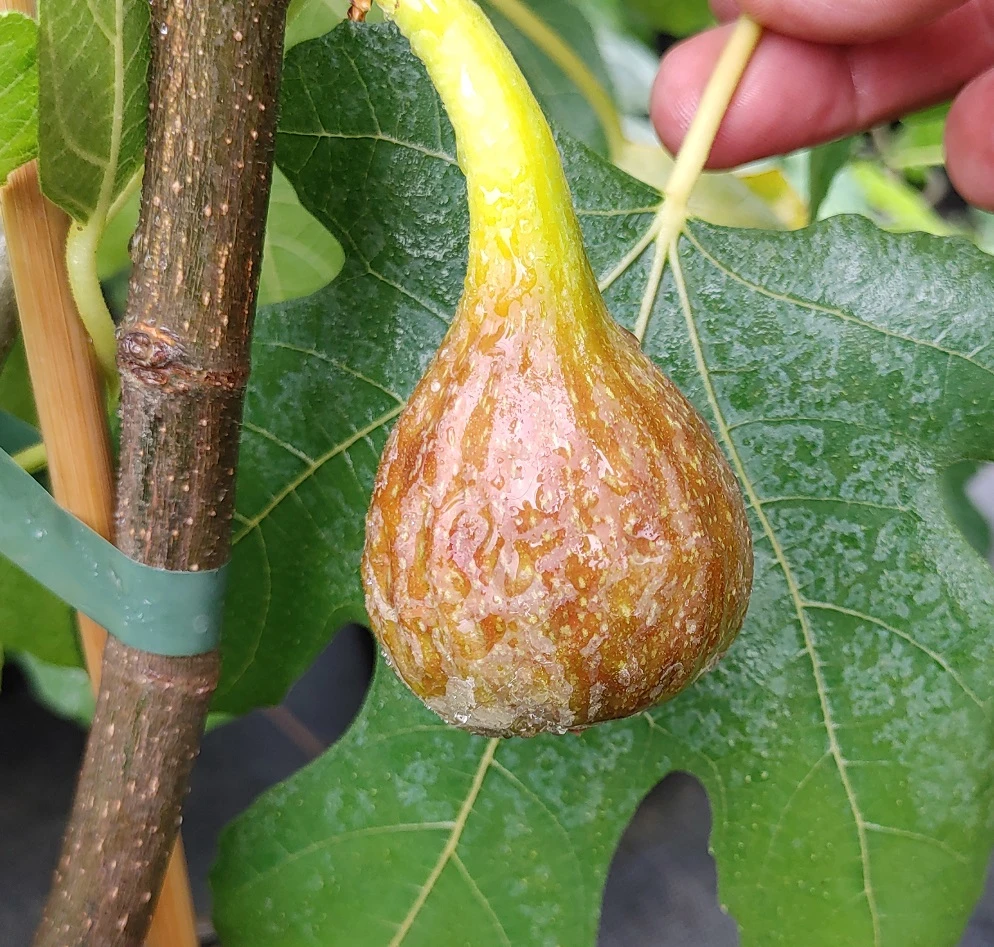 Feige `Firoma´® Ficus Carica `Firoma´ 4 Feige `Firoma´® Ficus Carica `Firoma´ – Bild 2