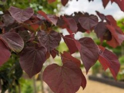 Judasbaum `Forest Pansy´ Cercis Canadensis -Pflanzen Verkauf Forest Pansy1