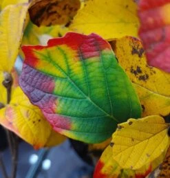Großer Federbuschstrauch Fothergilla Major 10 Großer Federbuschstrauch Fothergilla Major -Pflanzen Verkauf Fothergilla Herbstf rbung1