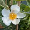 Franklinia Alatamaha "Franklinie / Franklinbaum" Franklinia Alatamaha 1 Franklinia Alatamaha "Franklinie / Franklinbaum" Franklinia Alatamaha -Pflanzen Verkauf Franklina Bl te
