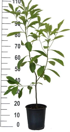 Franklinia Alatamaha "Franklinie / Franklinbaum" Franklinia Alatamaha 9 Franklinia Alatamaha "Franklinie / Franklinbaum" Franklinia Alatamaha -Pflanzen Verkauf Franklinie neu weiss