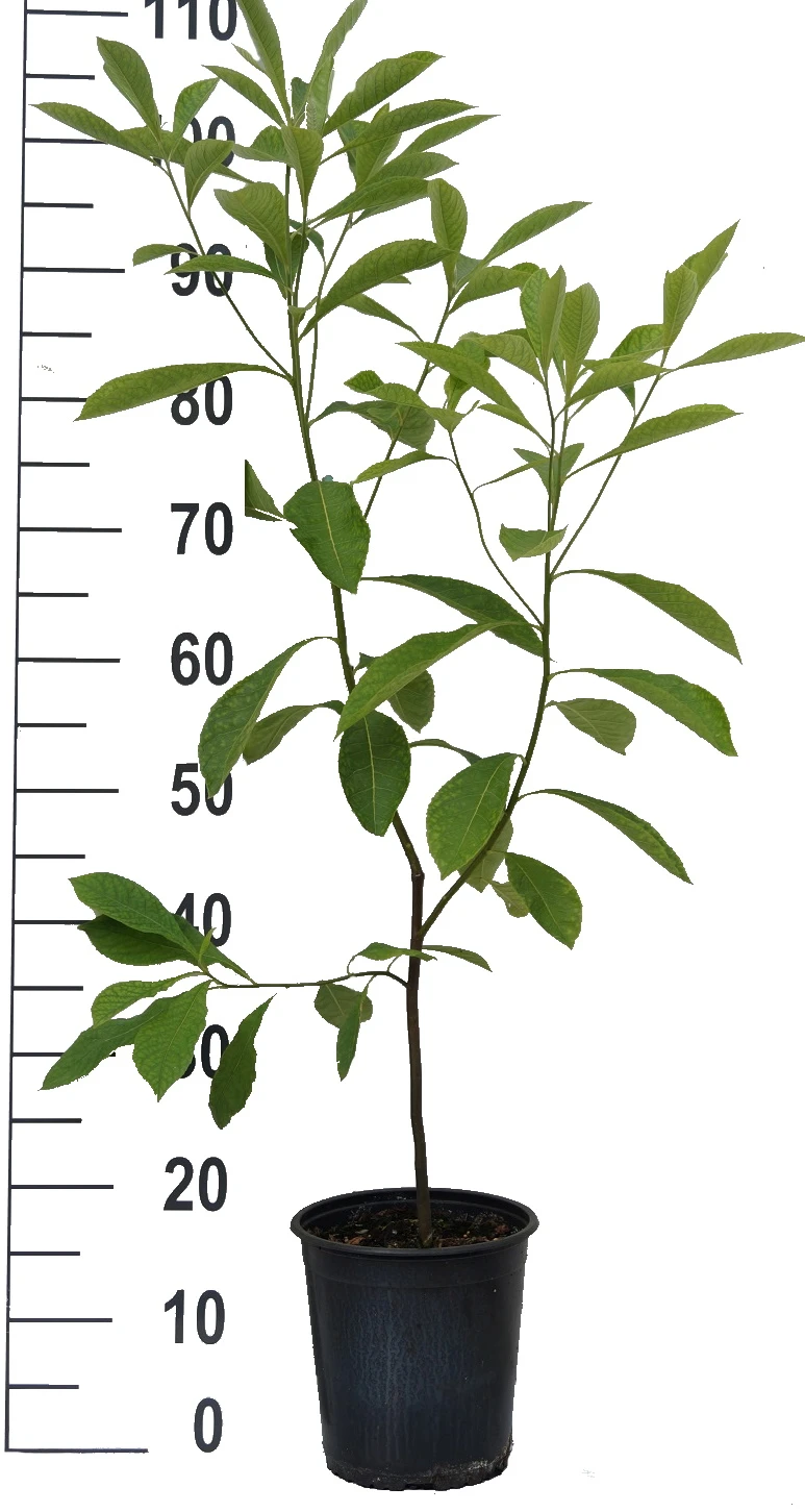 Franklinia Alatamaha "Franklinie / Franklinbaum" Franklinia Alatamaha 6 Franklinia Alatamaha "Franklinie / Franklinbaum" Franklinia Alatamaha – Bild 4