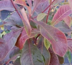 Franklinia Alatamaha "Franklinie / Franklinbaum" Franklinia Alatamaha 8 Franklinia Alatamaha "Franklinie / Franklinbaum" Franklinia Alatamaha -Pflanzen Verkauf Frankliniha