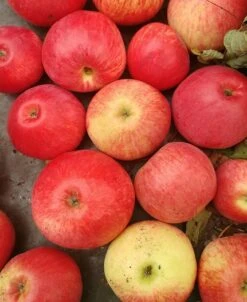 Pflanzen Verkauf -Pflanzen Verkauf Frenic5b7ace80344fd