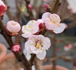 Zwerg-Aprikose `Garden Aprigold® ´ Prunus Armeniaca `Garden Aprigold´ -Pflanzen Verkauf Garden Aprigold Bl te