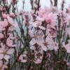 Zwerg-Fruchtmandel `Garden Prince´ Prunus `Zwerg-Fruchtmandel´ 2 Zwerg-Fruchtmandel `Garden Prince´ Prunus `Zwerg-Fruchtmandel´ -Pflanzen Verkauf Garden PRince Mandel Bl te