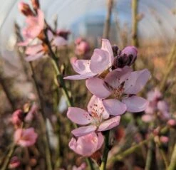 Zwerg-Fruchtmandel `Garden Prince´ Prunus `Zwerg-Fruchtmandel´ -Pflanzen Verkauf Garden Prince Bl te2