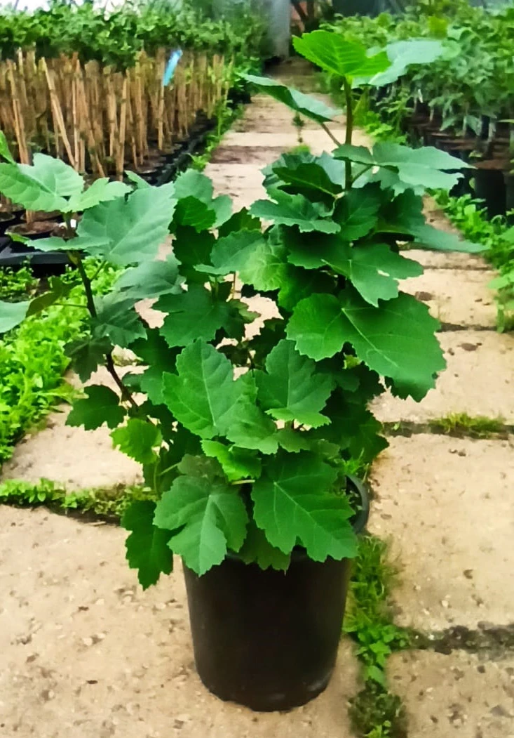 Gebirgsfeige Ficus Afghanistanica 3 Gebirgsfeige Ficus Afghanistanica