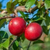 Gerlinde ® Malus Domestica 1 Gerlinde ® Malus Domestica -Pflanzen Verkauf GerlindeRUQRs7DqhHjrf