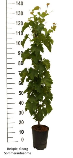 Pflanzen Verkauf -Pflanzen Verkauf Gerorg weiss