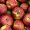 Gewürzluiken Malus Domestica `Gewürzluiken´ 1 Gewürzluiken Malus Domestica `Gewürzluiken´ -Pflanzen Verkauf Gew rzluiken1