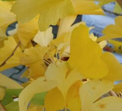 Ginkgo / Fächerblattbaum Ginkgo Biloba 7 Ginkgo / Fächerblattbaum Ginkgo Biloba -Pflanzen Verkauf Ginkgo biloba Herbstf rbung