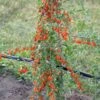 Goji / Chinesische Wolfsbeere `Big Lifeberry´ Lycium Barbarum `Big Lifeberry´ -Pflanzen Verkauf Goji