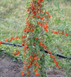 Goji / Chinesische Wolfsbeere `Big Lifeberry´ Lycium Barbarum `Big Lifeberry´