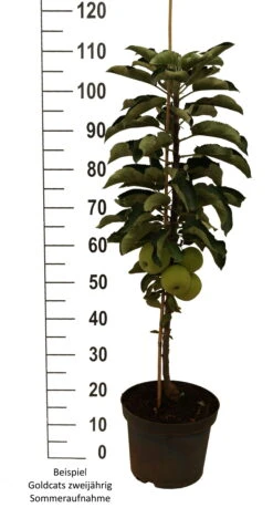 Säulenapfel `Goldcats´ Malus Domestica `Goldcats´ 8 Säulenapfel `Goldcats´ Malus Domestica `Goldcats´ -Pflanzen Verkauf Goldcats zweij hrig weiss