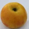 Goldrenette Von Blenheim Malus Domestica `Goldrenette Von Blenheim´ 2 Goldrenette Von Blenheim Malus Domestica `Goldrenette Von Blenheim´ -Pflanzen Verkauf Goldrenette von Blenheim1