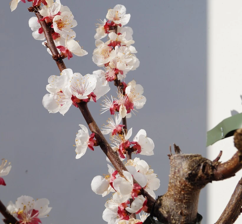 Wildaprikose Prunus Armeniaca 4 Wildaprikose Prunus Armeniaca – Bild 2