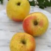 Grahams Jubiläumsapfel Malus Domestica `Graham´s Jubiläumsapfel´ 1 Grahams Jubiläumsapfel Malus Domestica `Graham´s Jubiläumsapfel´ -Pflanzen Verkauf GrahamsDfq5bGLvl8FVV