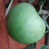 Granny Smith Malus Domestica `Granny Smith´ 2 Granny Smith Malus Domestica `Granny Smith´ -Pflanzen Verkauf Granny Smith