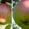 Duo-Apfelbaum `Gravensteiner´ & `Kaiser Wilhelm´ Malus Domestica -Pflanzen Verkauf Gravensteiner Kaiser Wihleml 1