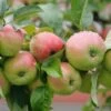 Gravensteiner Malus Domestica -Pflanzen Verkauf Gravensteiner5LEjpsAOzIdA8