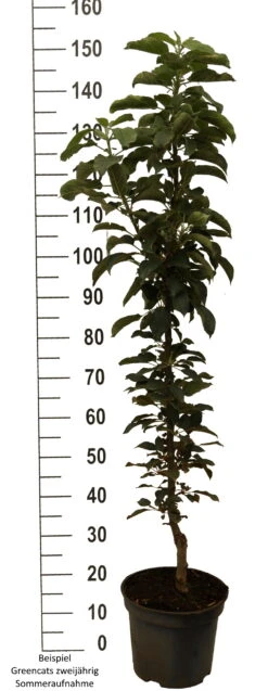 Säulenapfel `GreenCats´ Malus Domestica `Greencats´ 10 Säulenapfel `GreenCats´ Malus Domestica `Greencats´ -Pflanzen Verkauf Greencats weiss