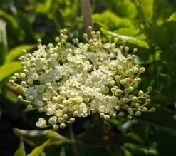 Holunder `Haidegg 17´ Sambucus Nigra `Haidegg17´ 6 Holunder `Haidegg 17´ Sambucus Nigra `Haidegg17´ -Pflanzen Verkauf Haidegg Bl te