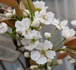 Nashi Hakko Pyrus Pyrifolia `Hakko´ -Pflanzen Verkauf Hakko Bl te