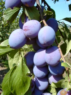 Säulenzwetsche `Imperial´ (einjährig) Prunus Domestica `Imperial´