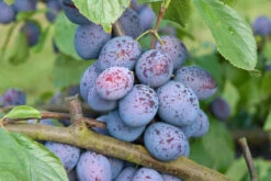 Hanita ® Prunus Domestica `Hanita 14 Hanita ® Prunus Domestica `Hanita -Pflanzen Verkauf Hanita3