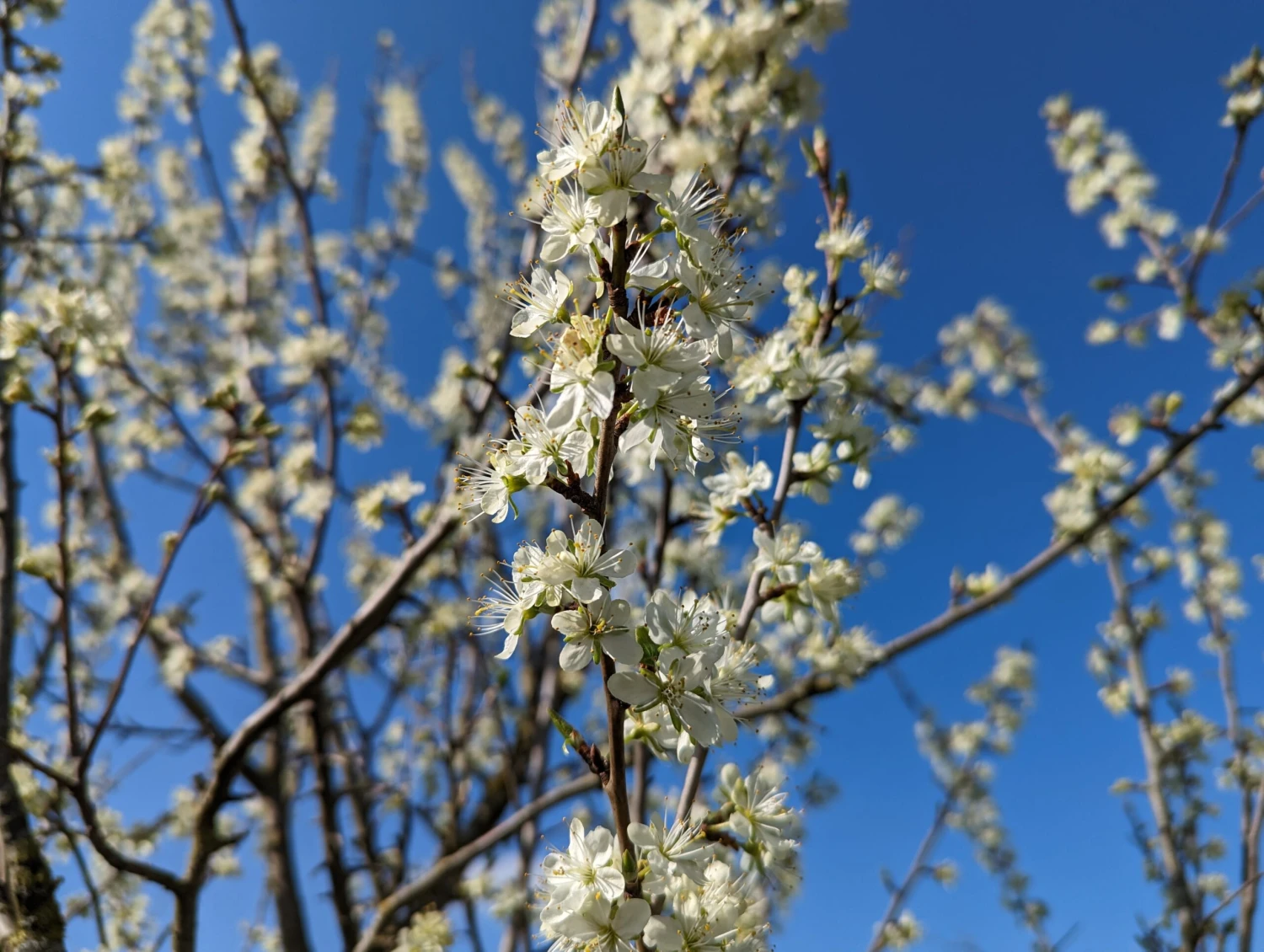 Hauszwetsche Prunus Domestica `Hauszwetsche´ 4 Hauszwetsche Prunus Domestica `Hauszwetsche´ – Bild 2