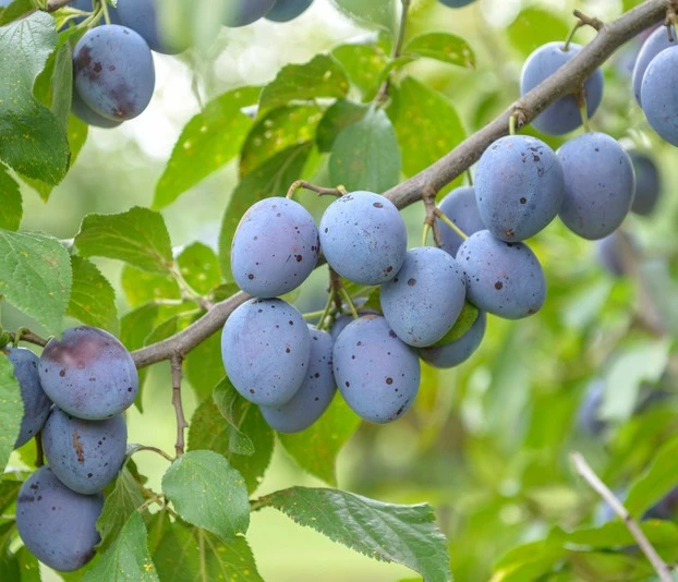 Hauszwetsche Prunus Domestica `Hauszwetsche´ 3 Hauszwetsche Prunus Domestica `Hauszwetsche´